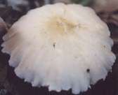 fungi photograph