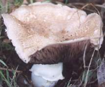 fungi photograph