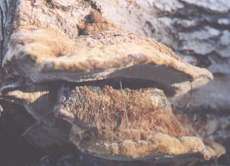 fungi photograph