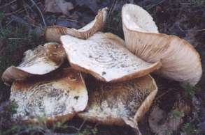 photograph of a clump of fungi