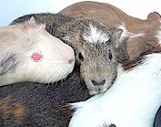 yes, this image guinea pigs is copyrighted