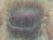 part of bee