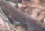 part of kangaroo