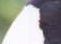 part of magpie